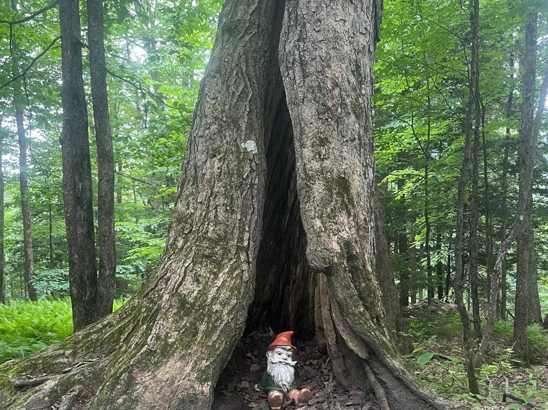 Trapp Family Lodge Outdoor Center-斯托必去景点