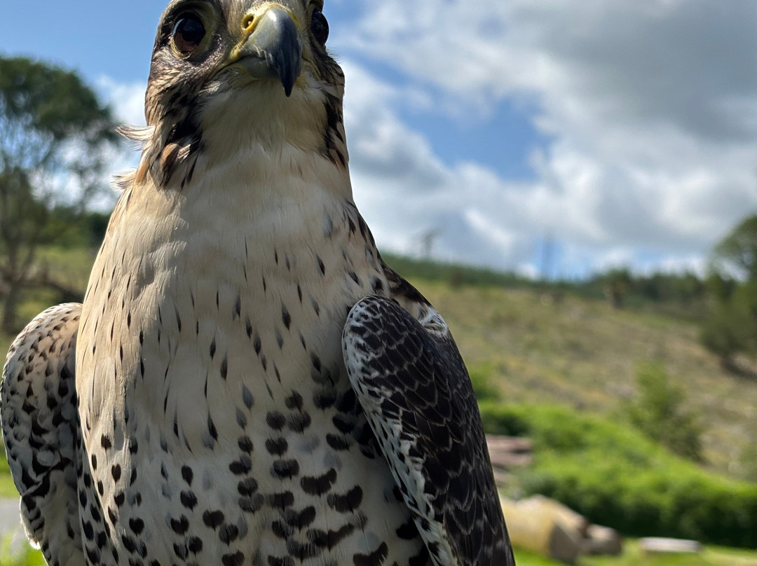 Carmarthenshire Falconry-喀麦登必去景点