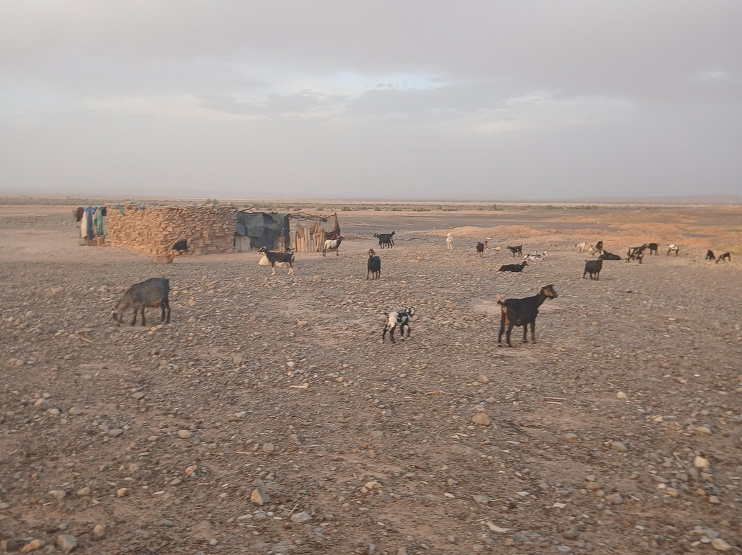 Redouane Sahara Tours-伊拉悉迪亚必去景点