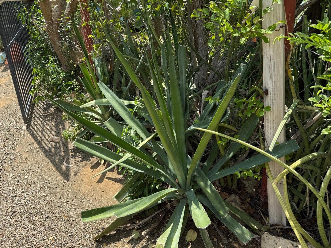 Den Paradera - Dinah's Botanic & Historic Garden-库拉索必去景点