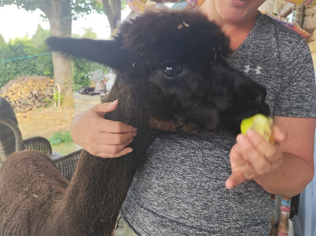 Nana Mac Alpaca Farm-Limalonges必去景点