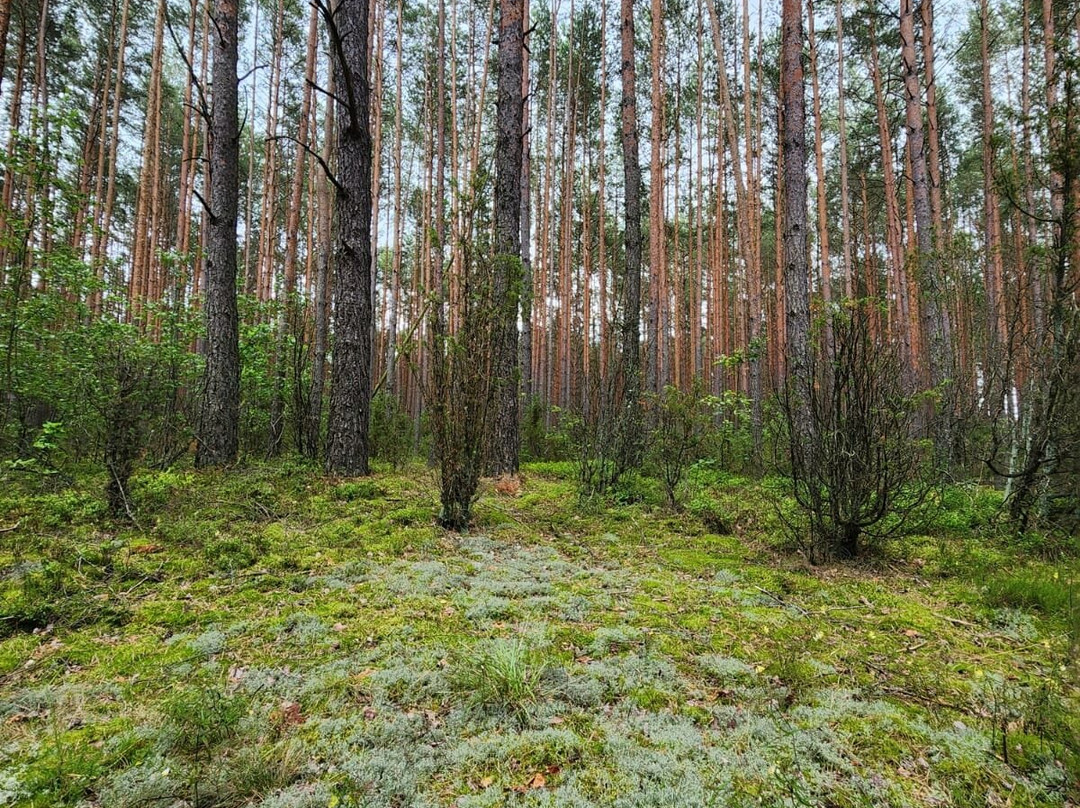 Wild Poland Wildlife Tours-Bialowieza必去景点