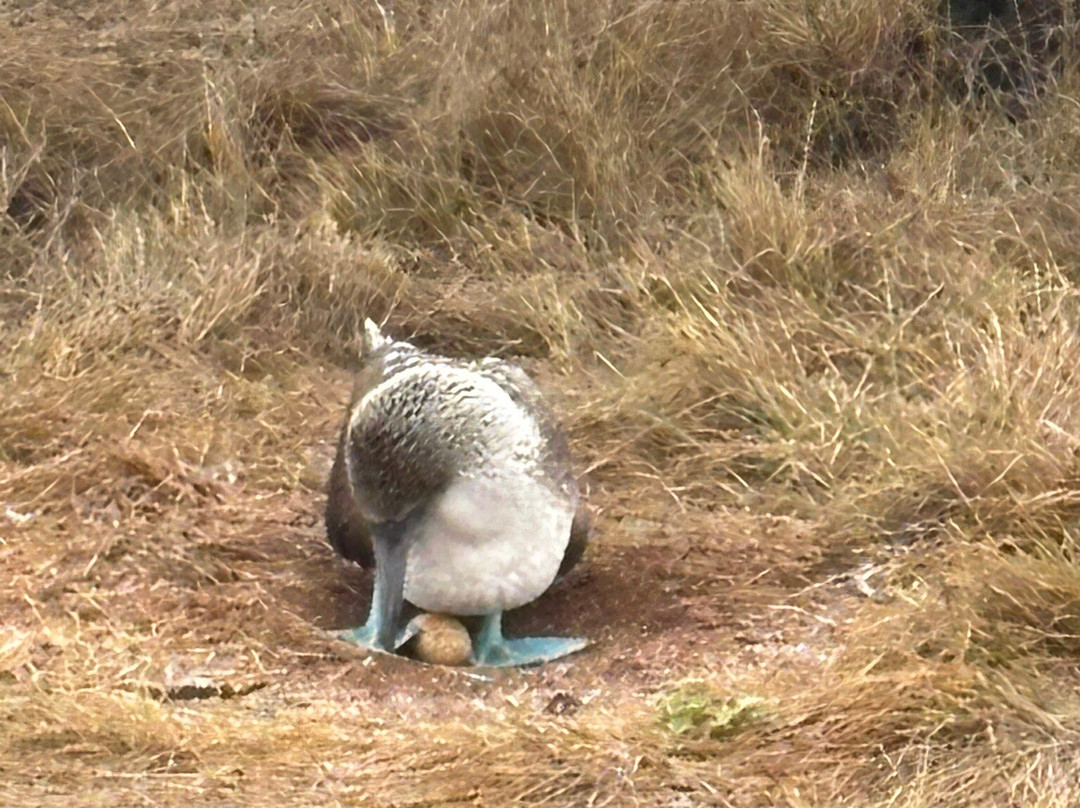 Galapagos Path-阿约拉港必去景点