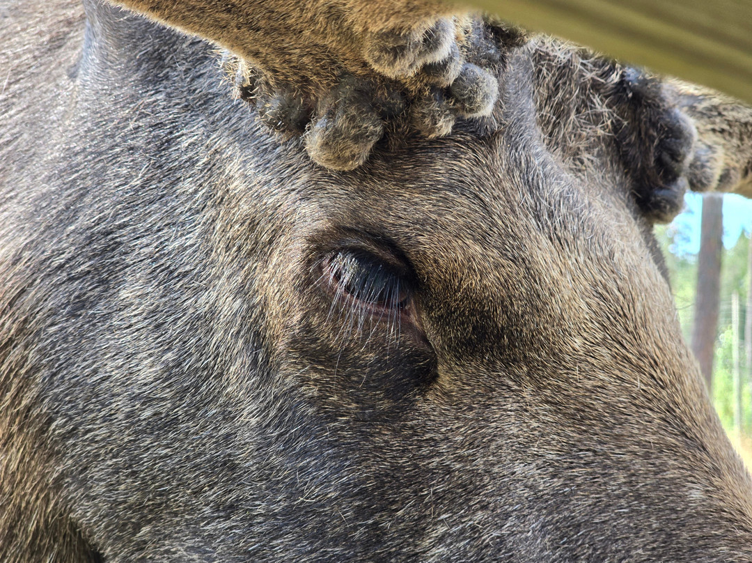 Varmlands Moose Park-Eksharad必去景点