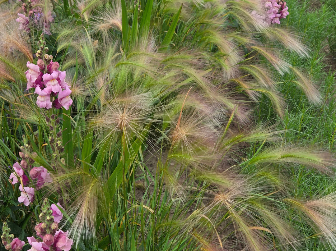 Mandelmanns Tradgardar-Simrishamn必去景点