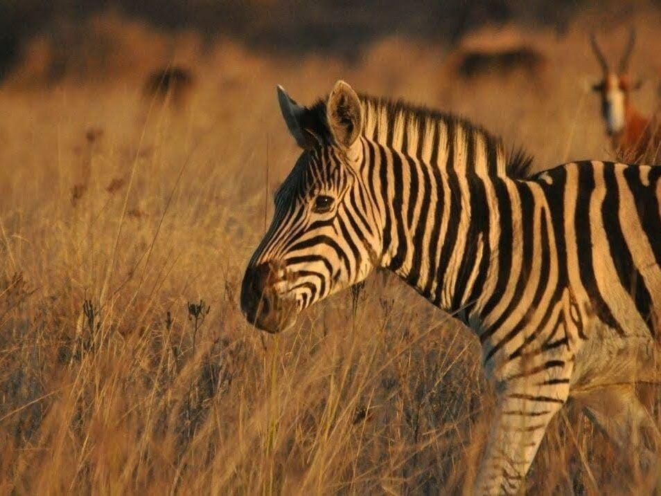 Bohlokwa Nature Reserve