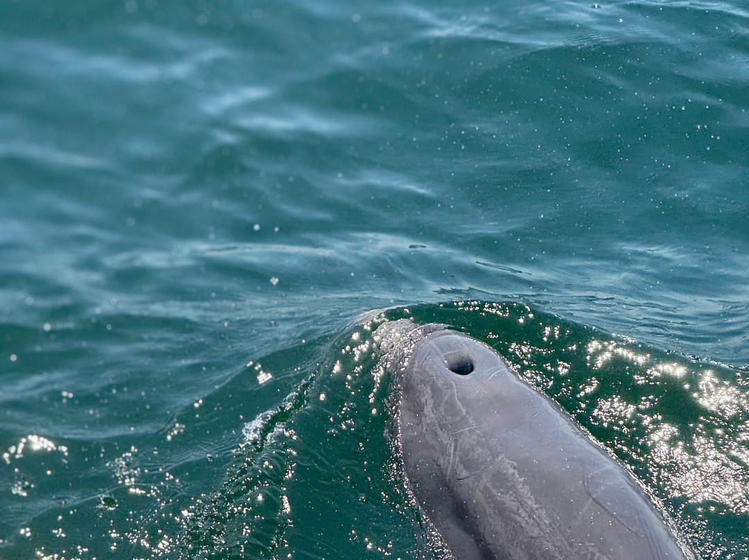 Dolphins Down Under-橙色海湾必去景点