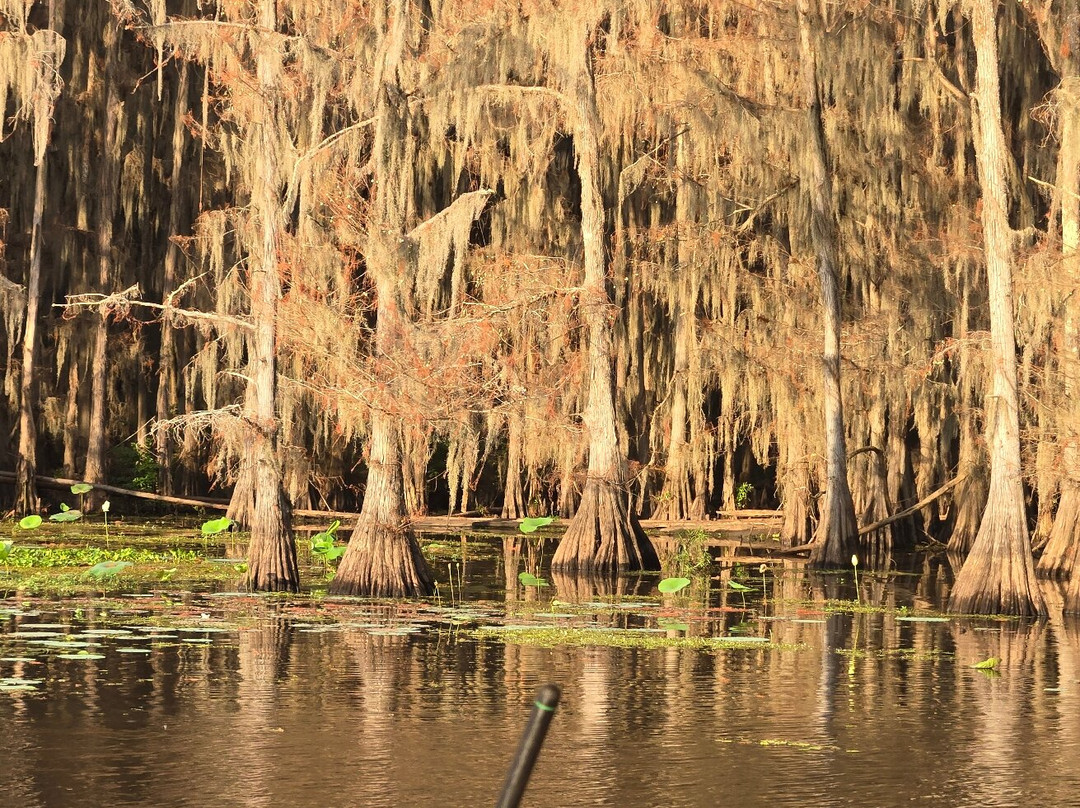 Captain Ron's Swamp Tours-Karnack必去景点