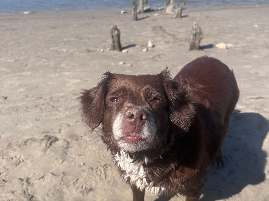 Ye Olde Fighting Cocks主图