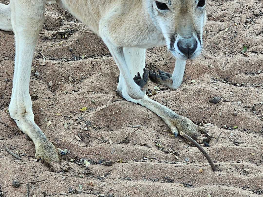 Kangaroo Haven-库努纳拉必去景点