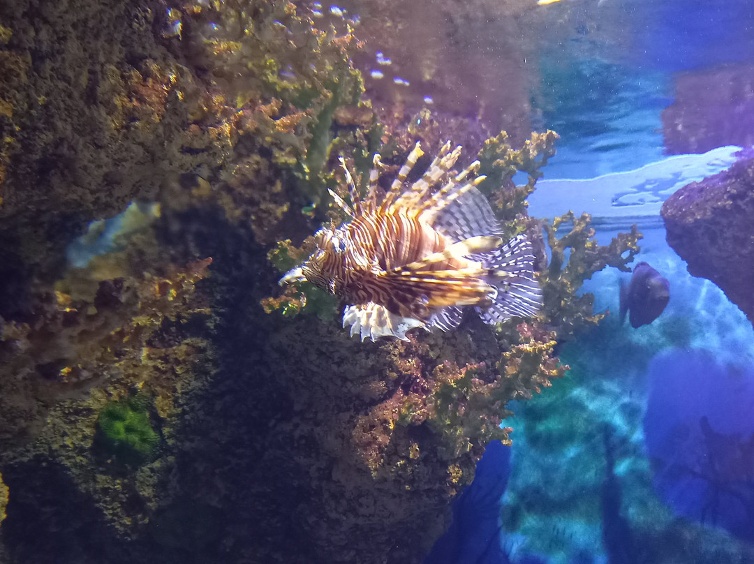 Malta National Aquarium-卡拉必去景点