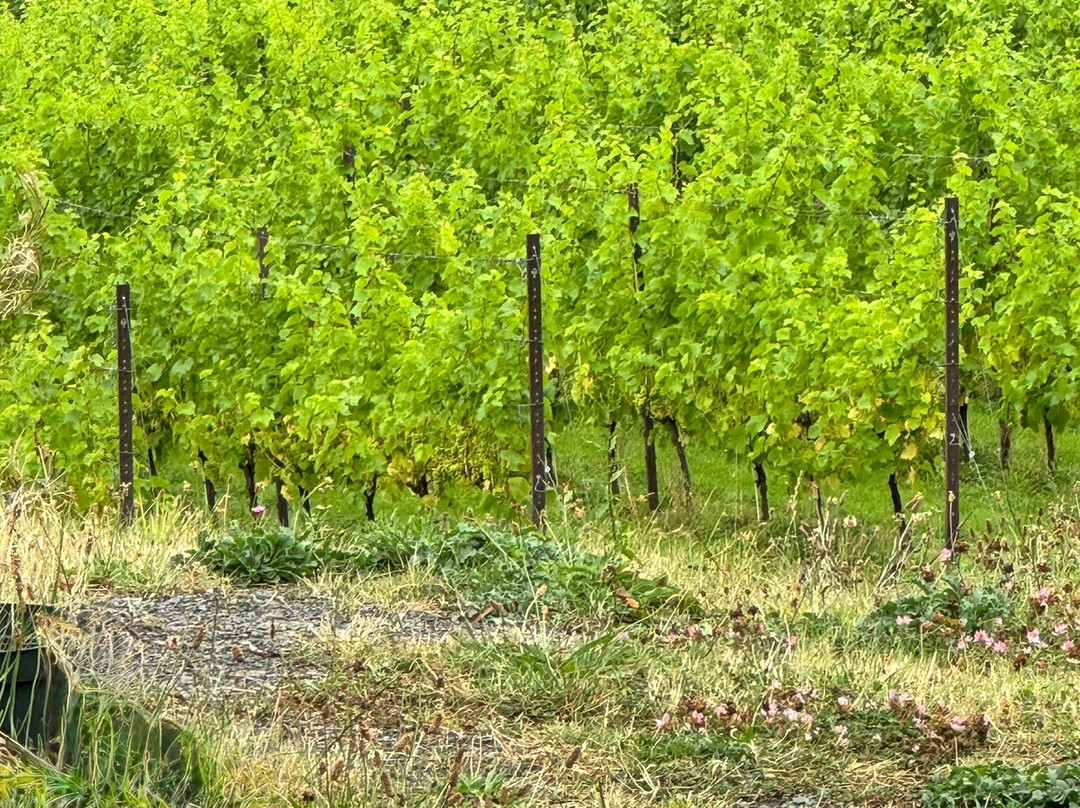 Velfrey Vineyard-Lampeter Velfrey必去景点