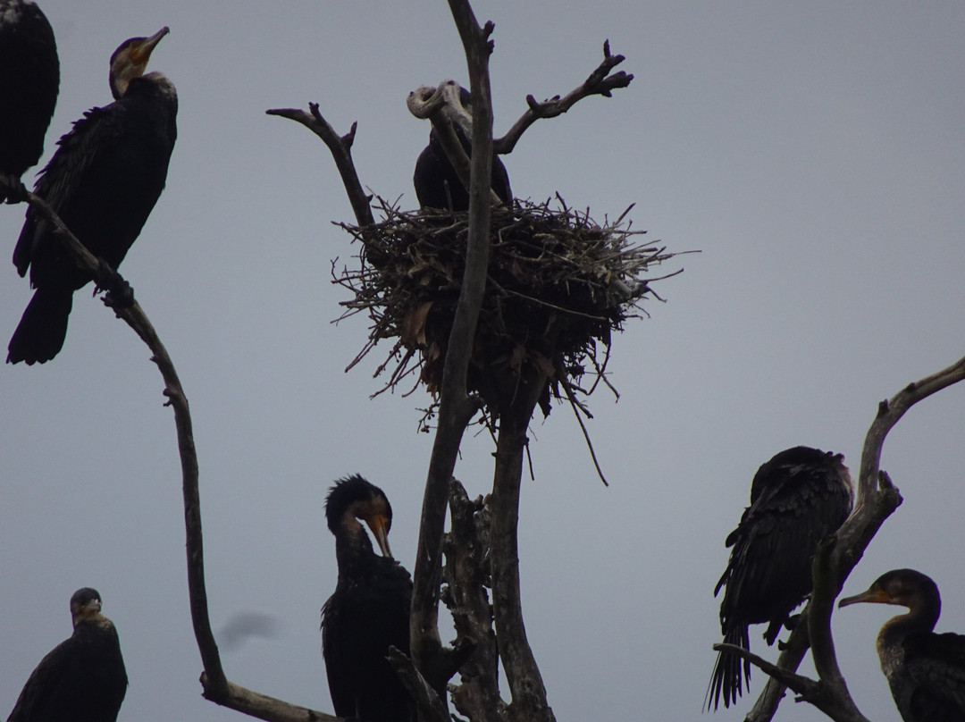 Lake Bunyonyi-卡巴莱必去景点