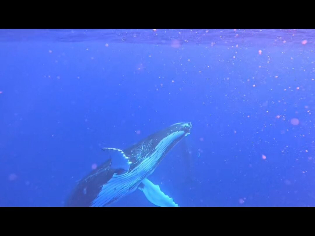 Niue Blue Island Experiences-阿洛菲必去景点