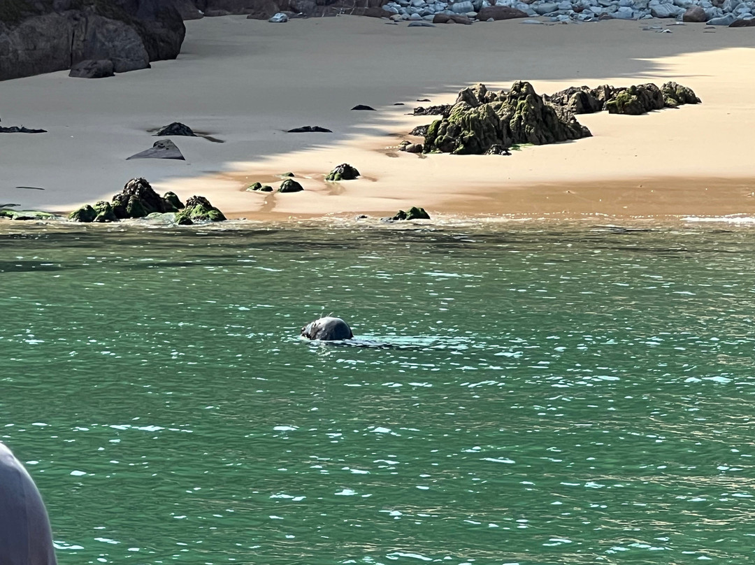 Saundersfoot Sea Safari-桑德斯富特必去景点