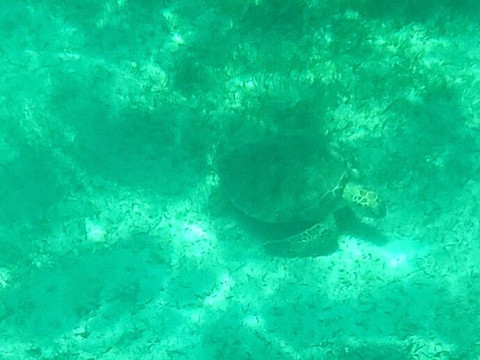 Sea Ventures Snorkel Tours-法哈多必去景点