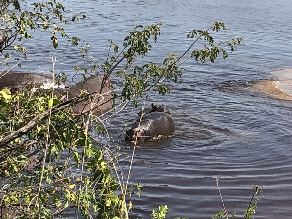 Serengeti Hippo Pool-塞伦盖蒂国家公园必去景点