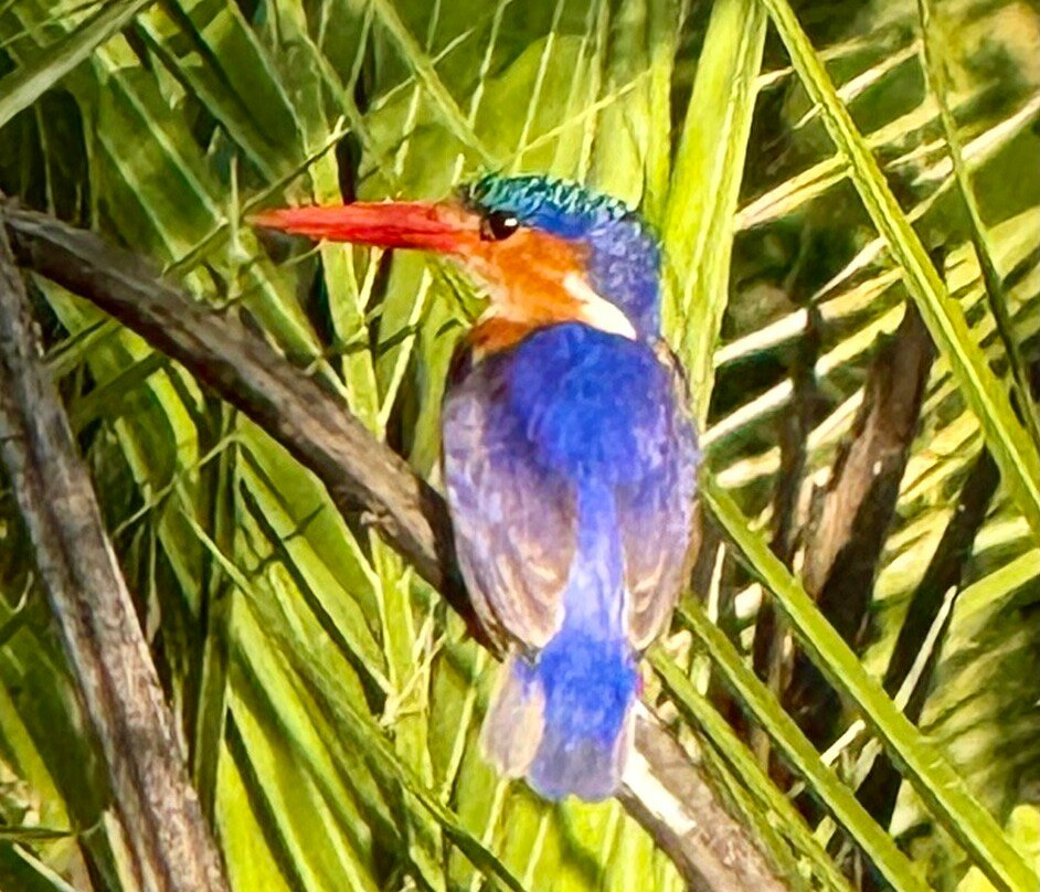 Savanna Safaris and Tours-马翁必去景点