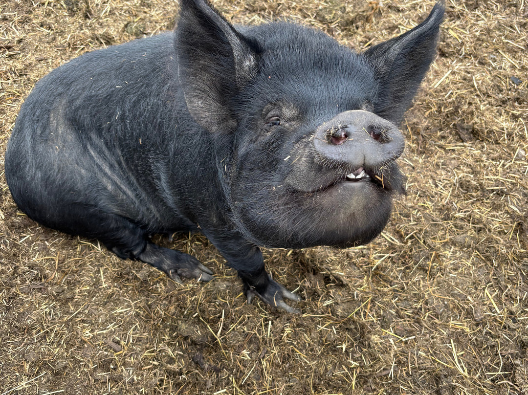 Cockfields Farm Park-Ashton-under-Lyne必去景点