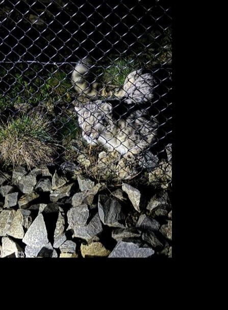 塔斯马尼亚动物园-Riverside必去景点