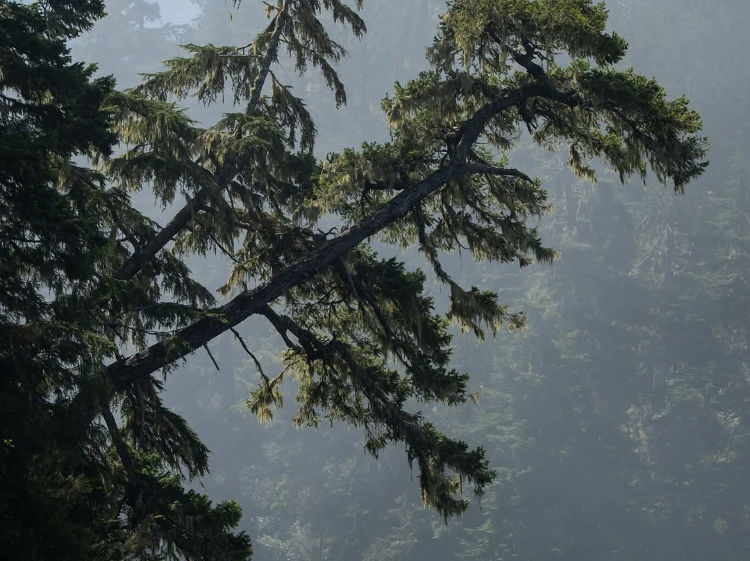 Seasmoke Whale Watching-Alert Bay必去景点
