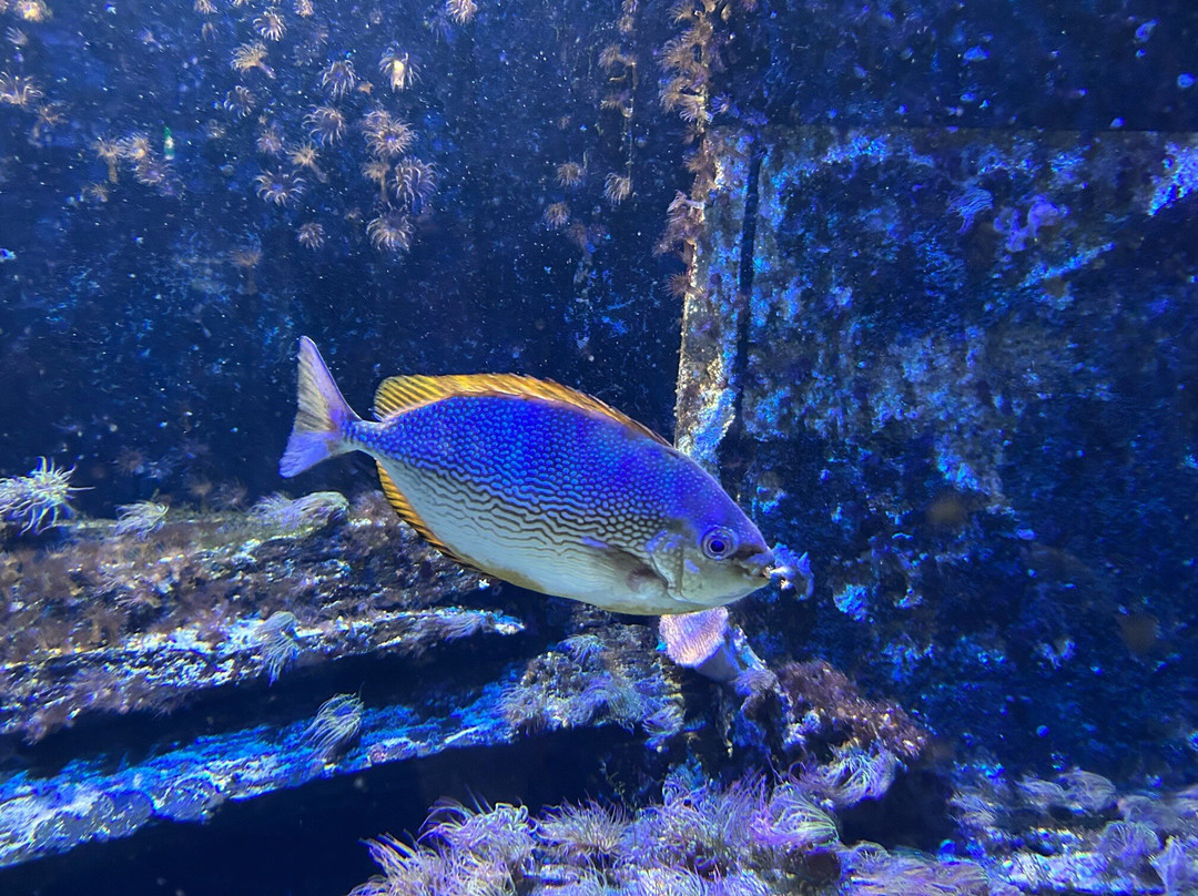 Aquarium GEOMAR-基尔必去景点