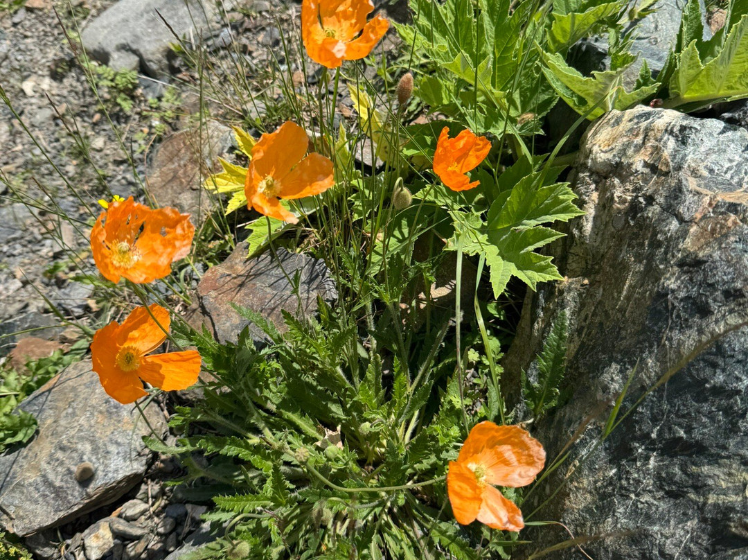 Skazskiy Glacier-Buron必去景点