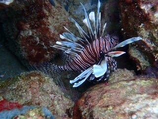 Scooter Snorkeling-英吉利海港必去景点