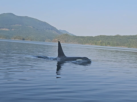 Outsider Charters Inc.-坎贝尔里弗必去景点