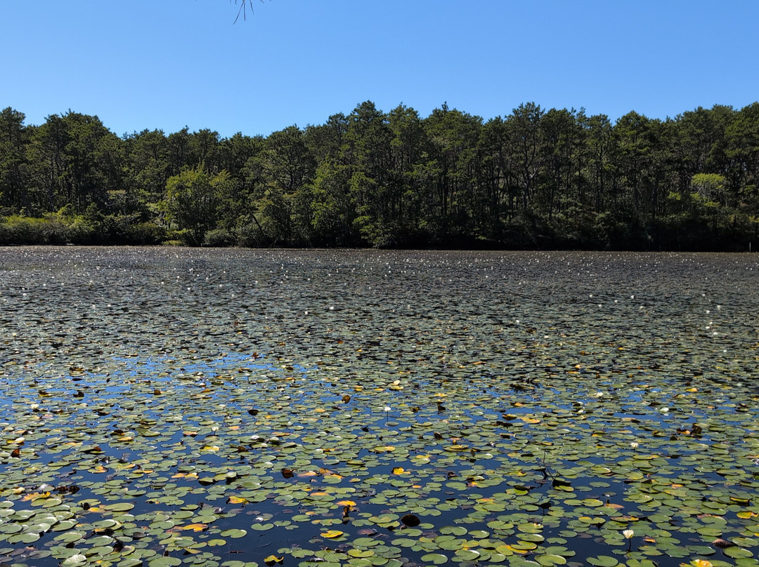 Cape Cod Provincelands Trail-普罗温斯敦必去景点