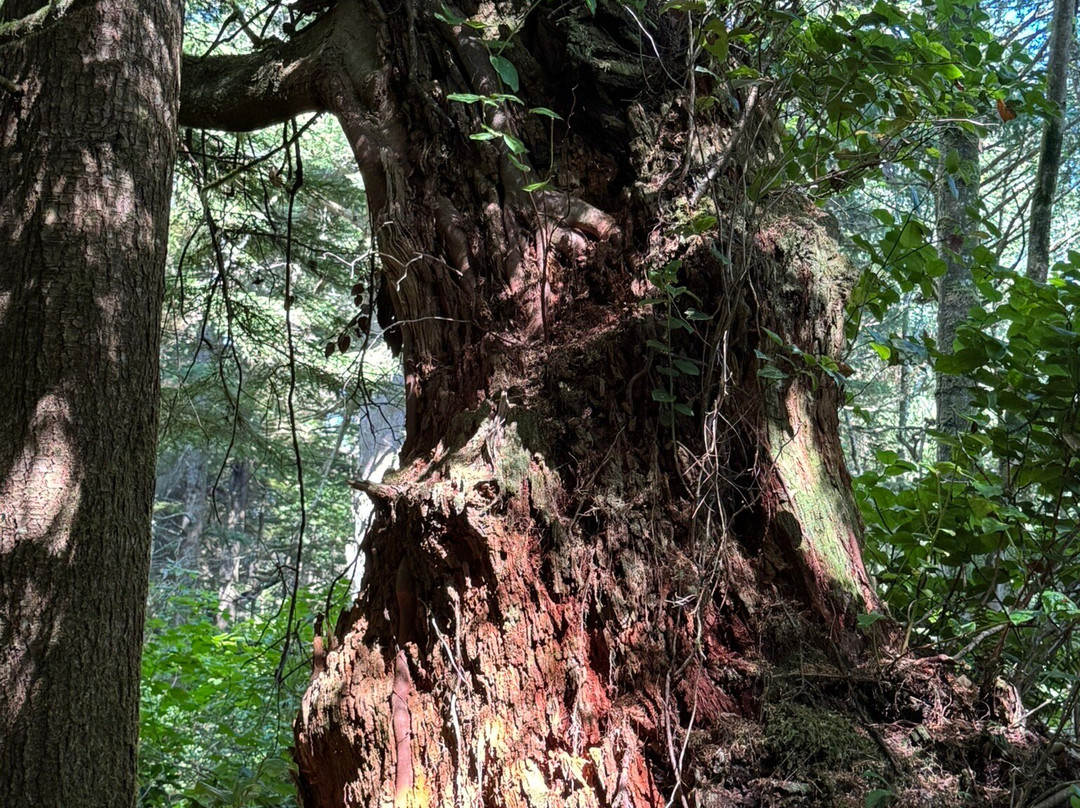 Kwisitis Visitor Centre-尤克卢利特必去景点