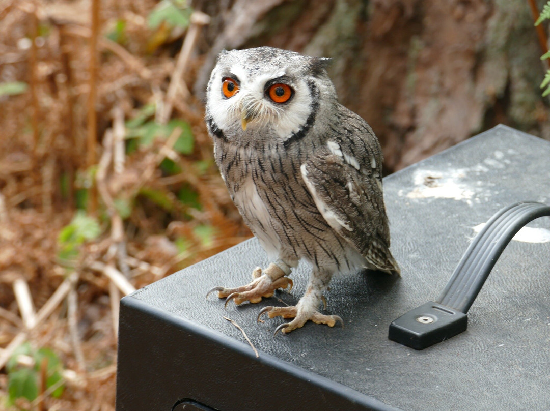 Forest Falconry-Landford必去景点