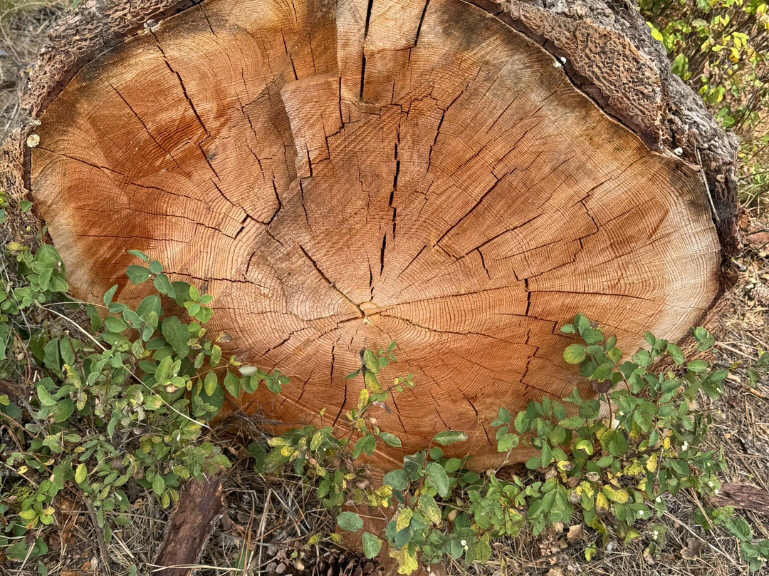 Ponderosa State Park-McCall必去景点