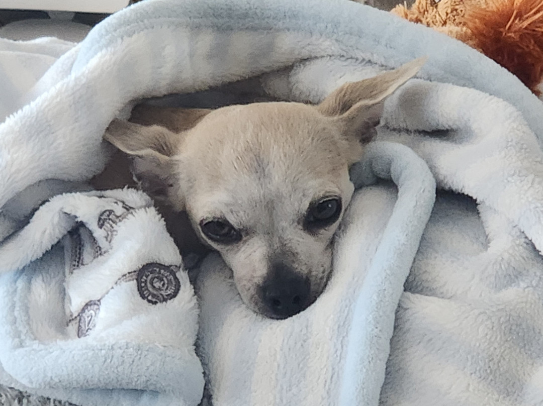 Expedition Bigfoot Adventure Outpost-蓝岭必去景点