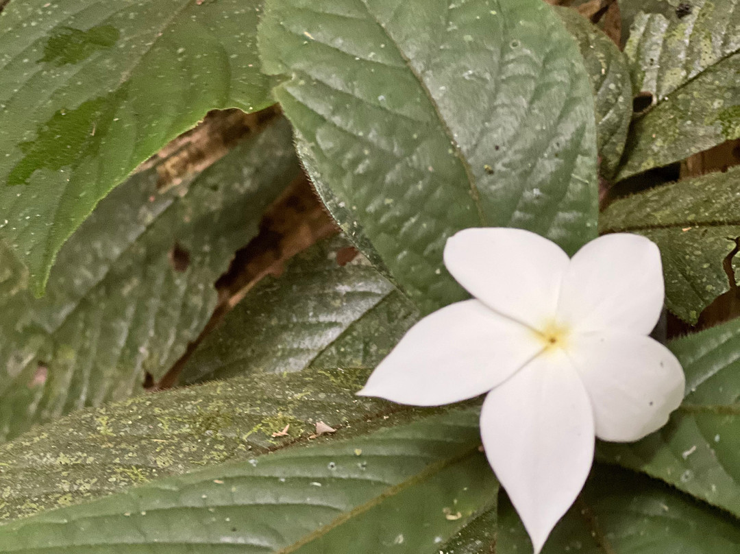 Tony's Tropical Tours-道格拉斯港必去景点