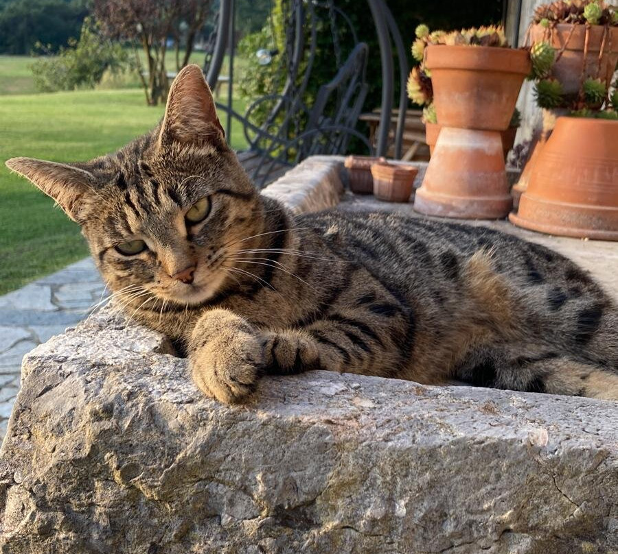 B&B Casale al Solivo主图