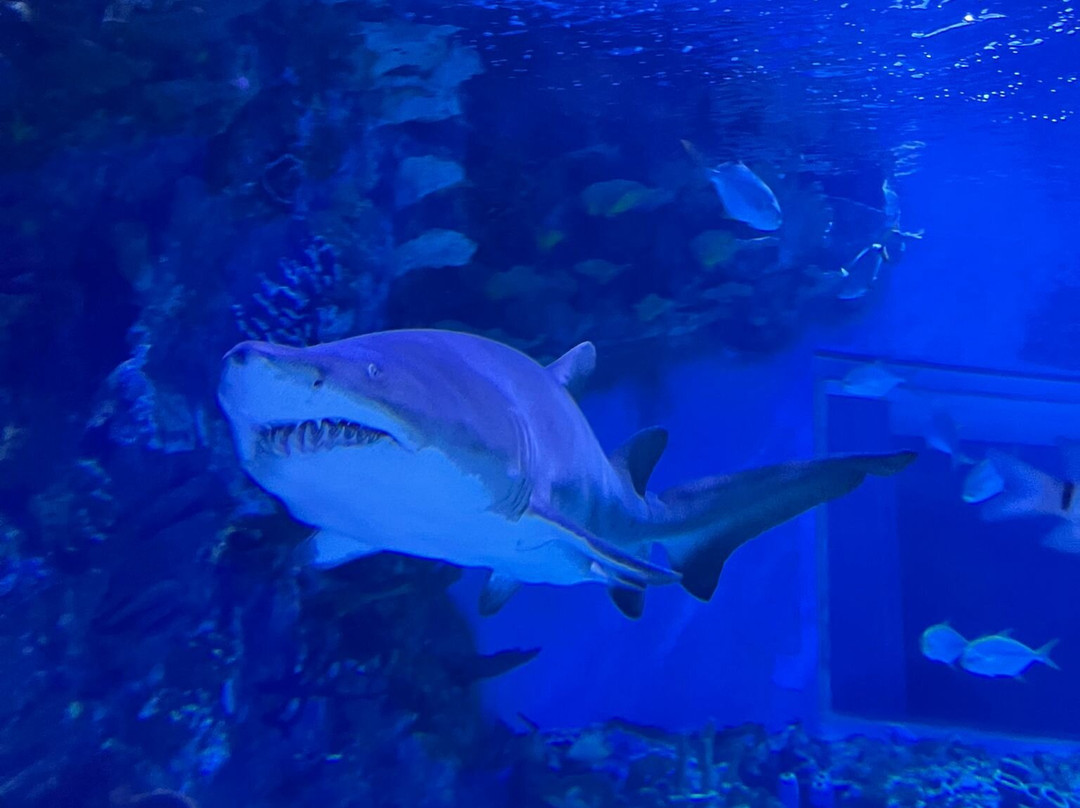 Tropicarium-Oceanárium-布达佩斯必去景点