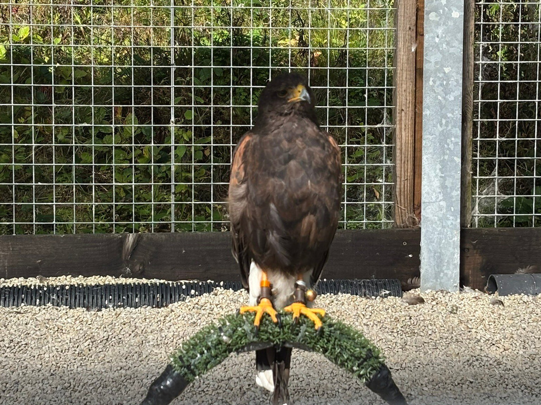 Ireland's School of Falconry-康镇必去景点