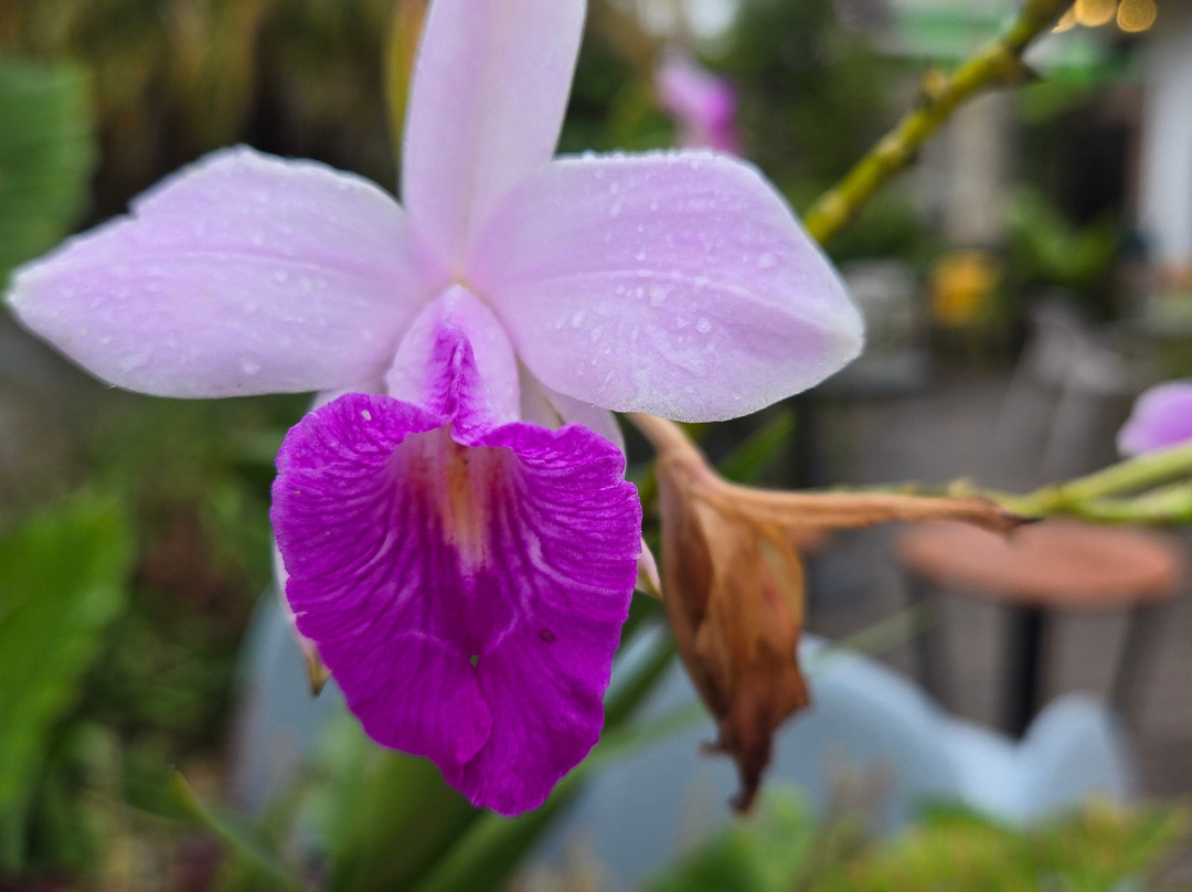 Monteverde Orchid Garden-圣埃伦娜必去景点