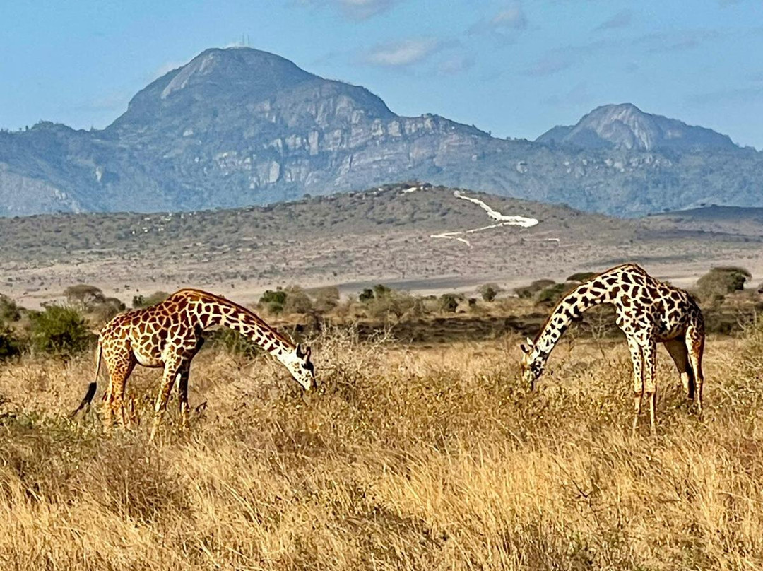 2-Day Safari to Taita Hills Salt Lick-Voi必去景点
