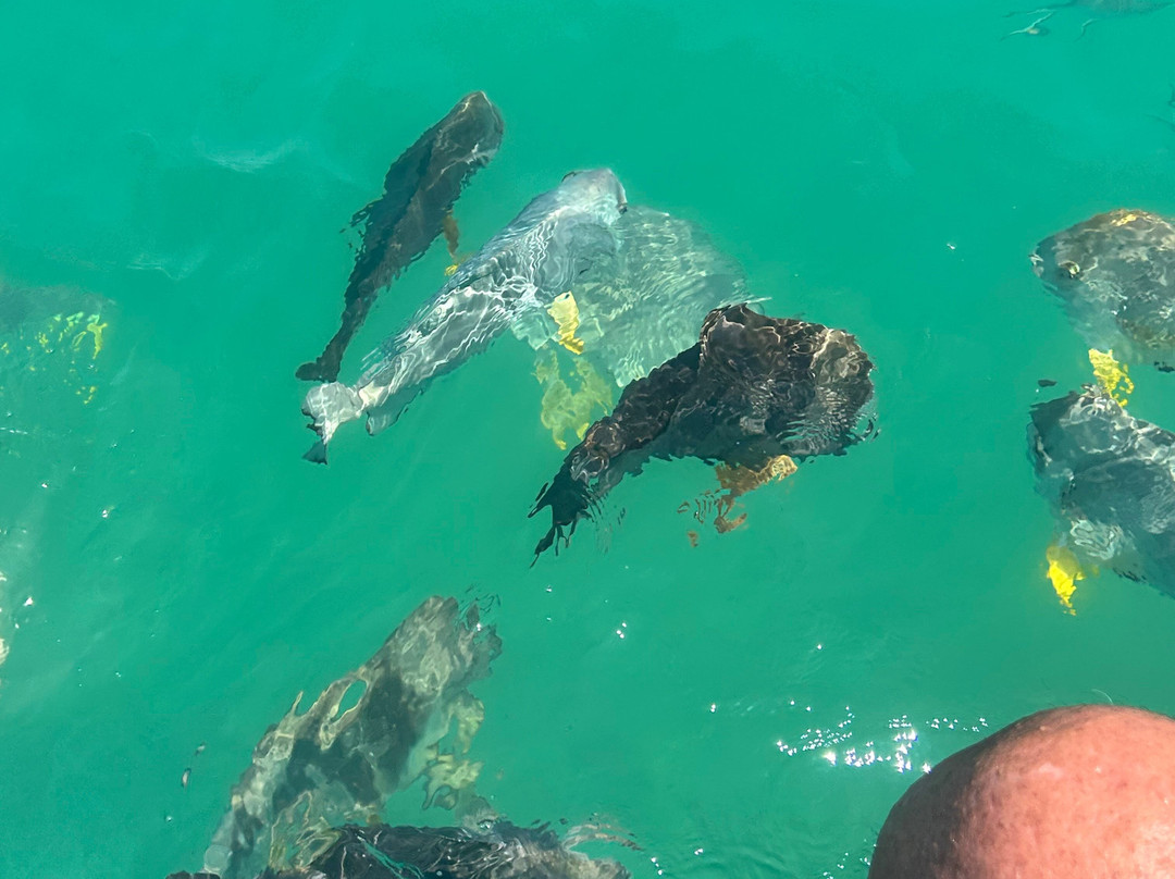 Get Around Island Boat Tours & Hire-Magnetic Island必去景点