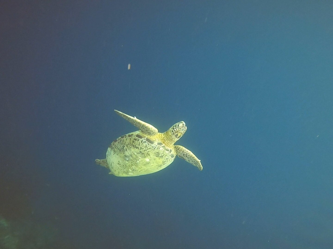 仙本那张叔叔马步岛度假村主图