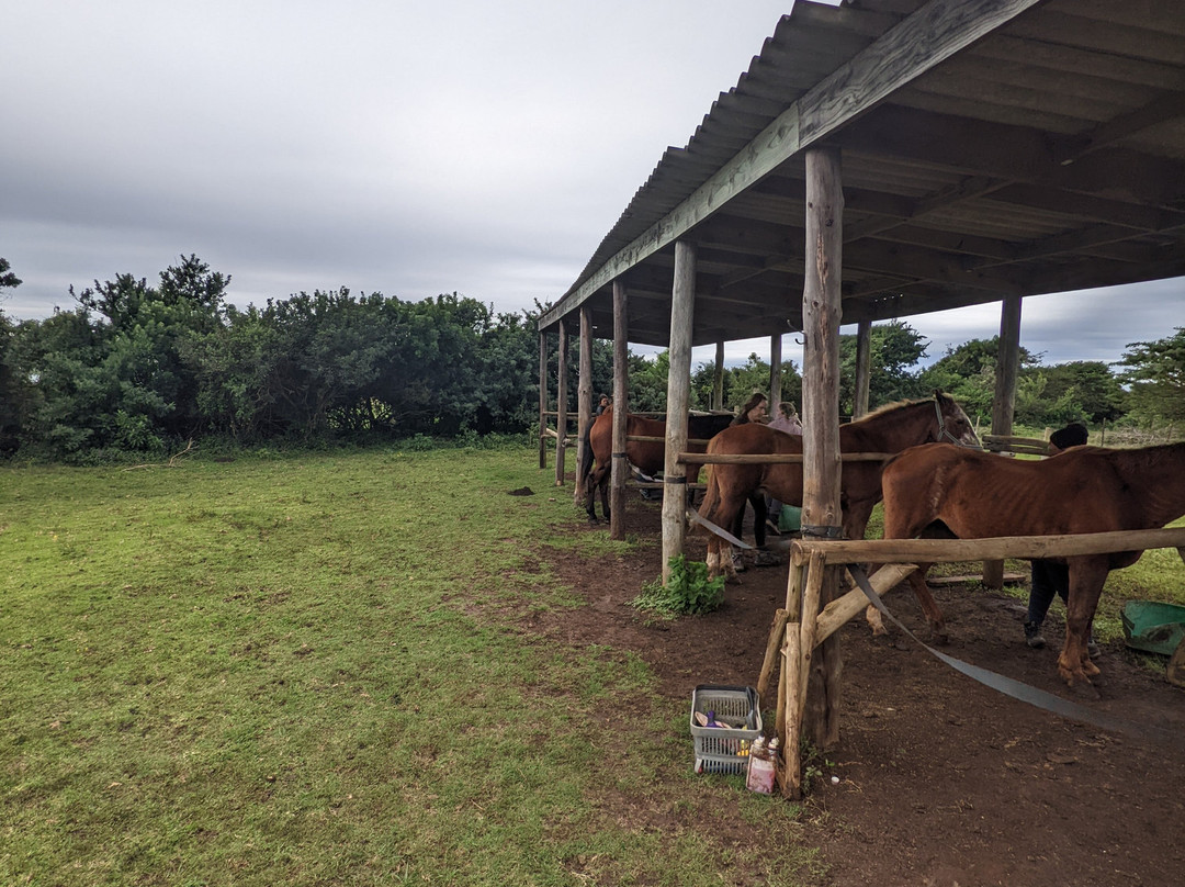 Cintsa Horses-Chintsa West必去景点