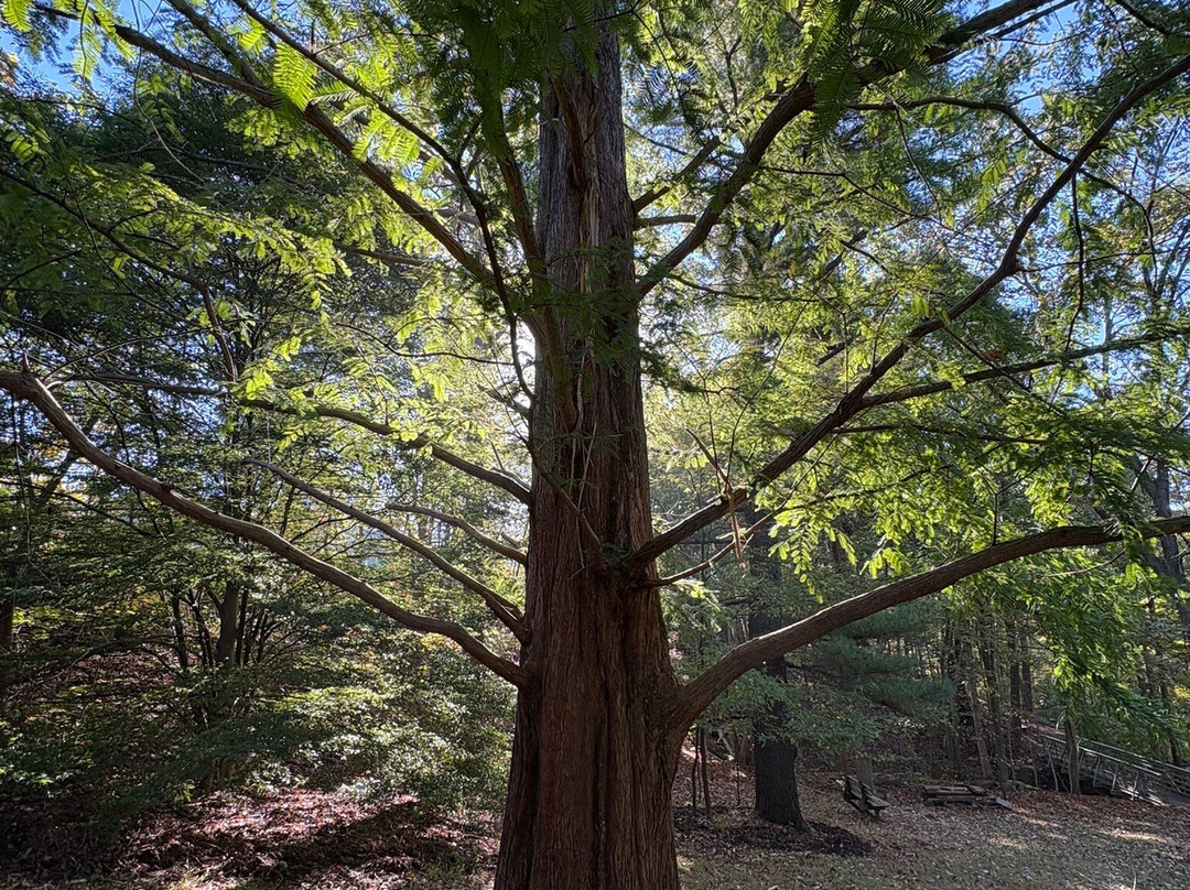WVU Core Arboretum-摩根敦必去景点