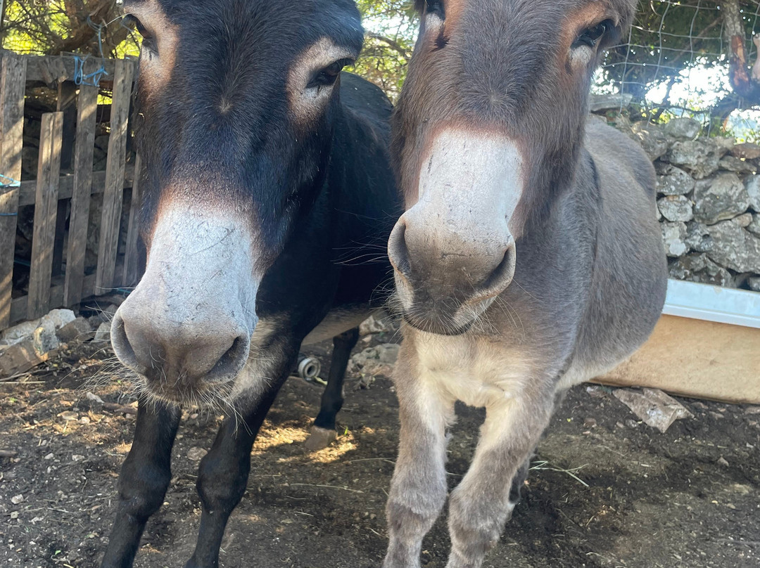 Brac Animal Sanctuary-Nerezisca必去景点