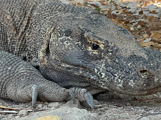 Nusa Penida Islands Tour-登巴萨必去景点
