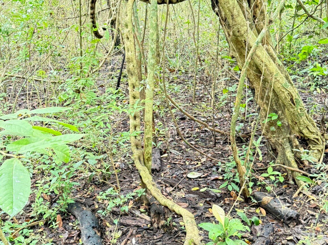 Metropolitan National Park-巴拿马城必去景点