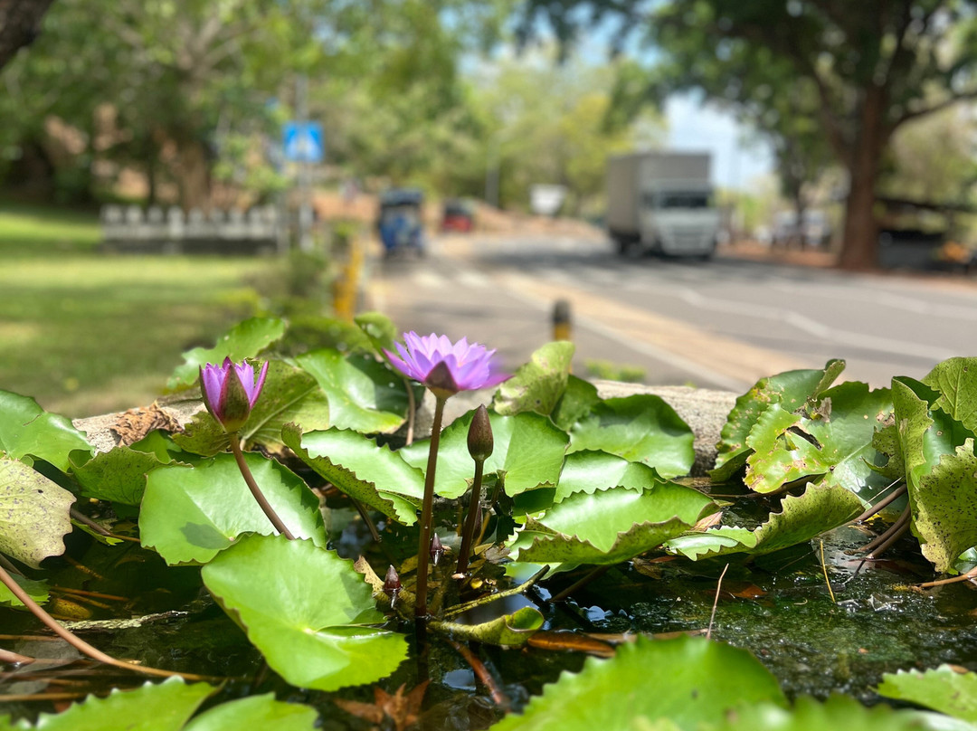 Red King Tours-Homagama必去景点