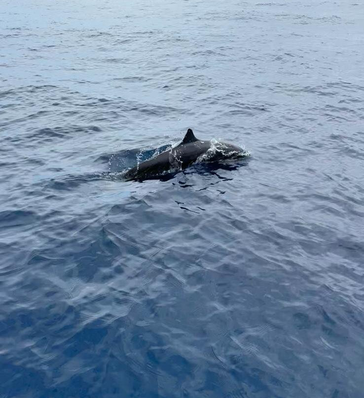 Purafishing Boat Tours and Snorkeling-圣晃尼悠必去景点