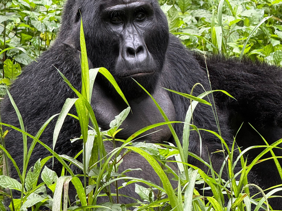 Mamaland Safaris-坎帕拉必去景点